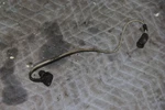 Porsche 944 S Tdc Sensor 911.606.108.00. Fixed Price $29.44.